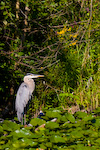 Great Blue Heron In Lillies